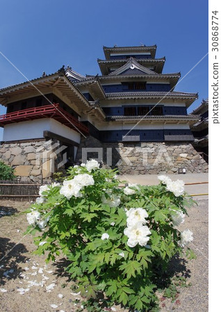 Shinshu Matsumoto國寶松本城堡和“Tonen's White Peony”小笠原牡丹戰國時期傳來的白花牡丹 Shinshu Matsumoto國寶松本城堡和“Tonen's White Peony”小笠原牡丹戰國時期傳來的白花牡丹 30868774
