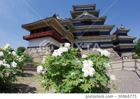 Shinshu Matsumoto國寶松本城堡和“Tonen's White Peony”小笠原牡丹戰國時期傳來的白花牡丹 Shinshu Matsumoto國寶松本城堡和“Tonen's White Peony”小笠原牡丹戰國時期傳來的白花牡丹 30868775