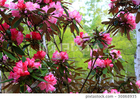 杜鵑花吠聲和白樺森林 30868935