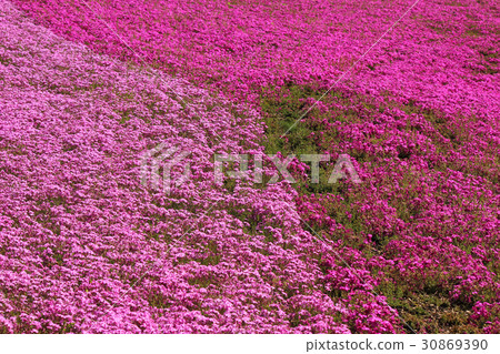 2-color moss slurry 30869390