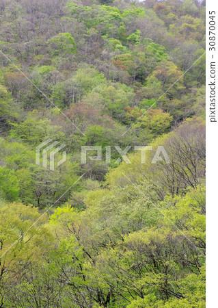 Fresh green leaves cherry-blossom mountain 30870045