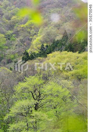 Fresh green leaves cherry-blossom mountain 30870046