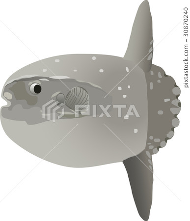 Sunfish 30870240