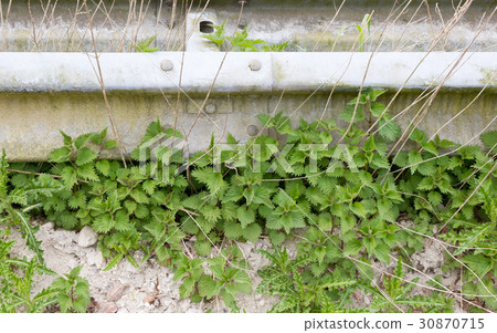 Abandoned road in the Netherlands 30870715