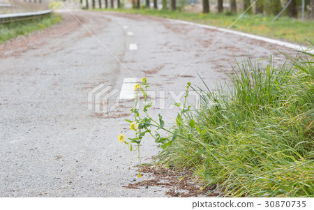 Abandoned road in the Netherlands Abandoned road in the Netherlands 30870735
