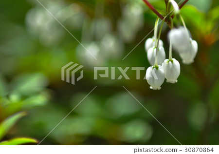 所羅門的封印 所羅門的封印 30870864