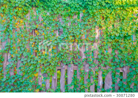 plant background 30871280