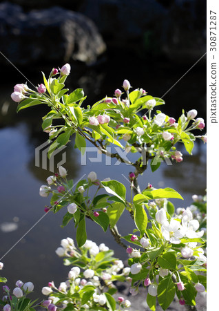 Himerolingo bonsai flower bud 30871287