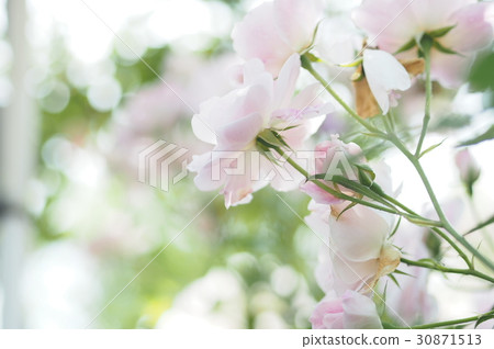 玫瑰 玫瑰 30871513