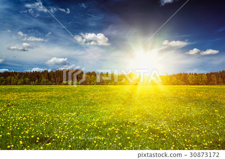 Green meadow with grass in summer Green meadow with grass in summer 30873172