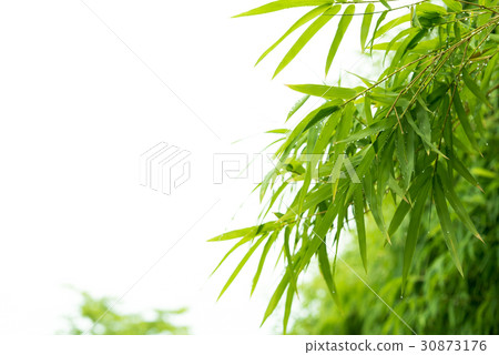 Bamboo leaves with water drops. 30873176