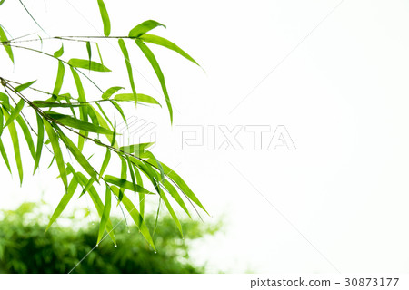 Bamboo leaves with water drops. 30873177