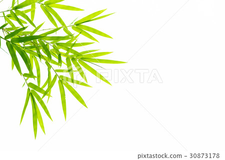 Bamboo leaves with water drops. 30873178