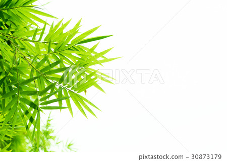 Bamboo leaves with water drops. 30873179