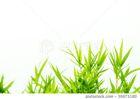 Bamboo leaves with water drops. 30873180