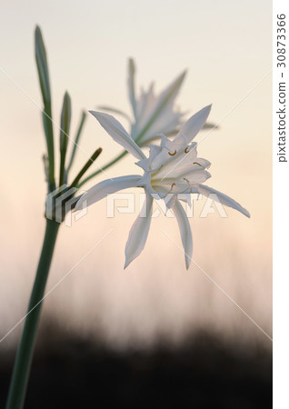 Large white flower Pancratium maritimum 30873366