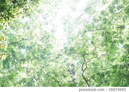 Wakaba fresh green forest bath leaf refreshing green 30873693