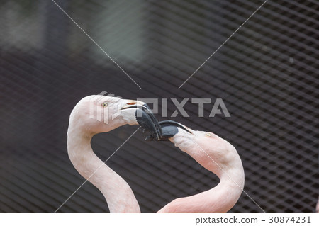 Flamingo Flamingo 30874231