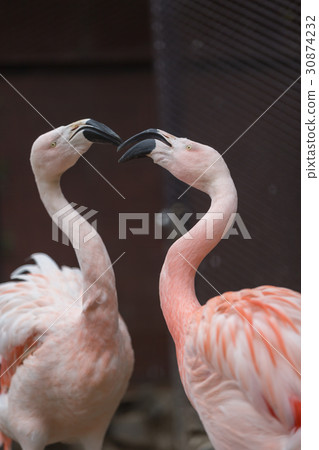 Flamingo Flamingo 30874232