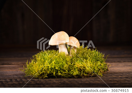 Fresh Calocybe gambosa on the green moss Fresh Calocybe gambosa on the green moss 30874915
