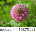 Murasakitetsukusa up 30875111