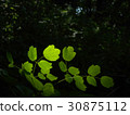 Green leaves light in 30875112