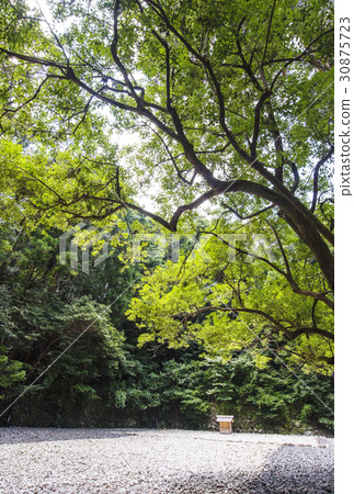 Fresh green Ise Jingu shrine 30875723