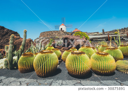Windmill in cactus garden in Guatiza village 30875891