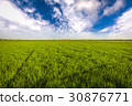 Green wheat field 30876771