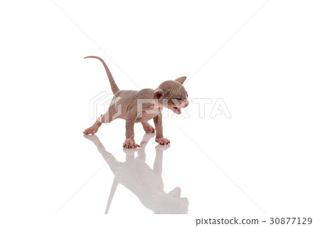 Canadian sphynx kitten Canadian sphynx kitten 30877129