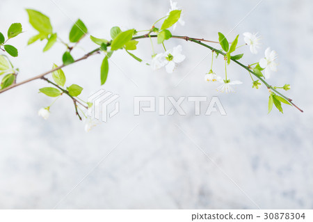 Cherry branch with fresh young leaves and flower Cherry branch with fresh young leaves and flower 30878304