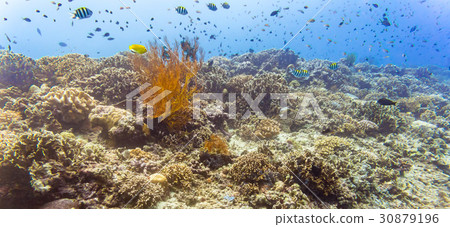 Coral reef and fish in tropical sea underwater 30879196