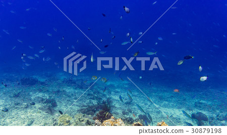 Coral reef and fish in tropical sea underwater Coral reef and fish in tropical sea underwater 30879198