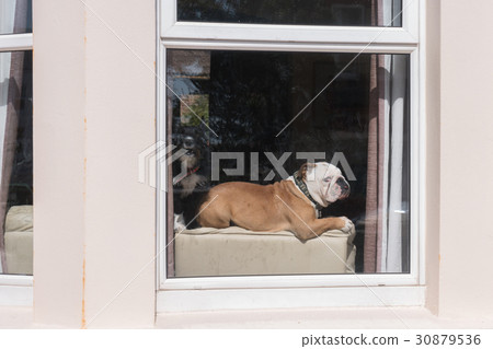 english bulldog laying down english bulldog laying down 30879536