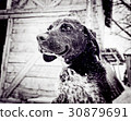dog 30879691