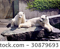 white bears 30879693