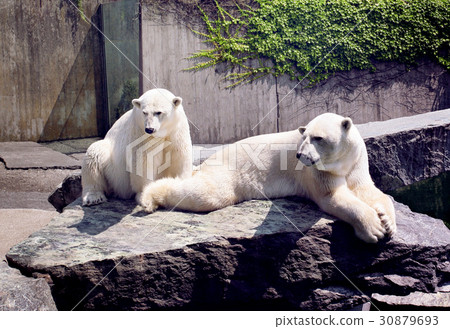 white bears white bears 30879693