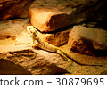 iguana 30879695