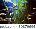 fishes 30879696