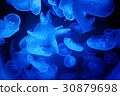 jellyfish 30879698
