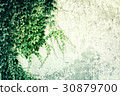 ivy wall 30879700