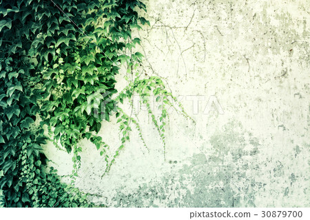 ivy wall ivy wall 30879700