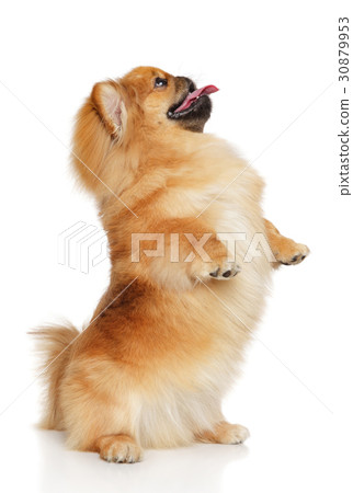 Pekingese dog in front of white background 30879953