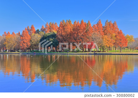 Mizumoto公園（美里公園）的秋葉 30880002