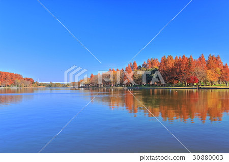 Mizumoto公園（美里公園）的秋葉 30880003