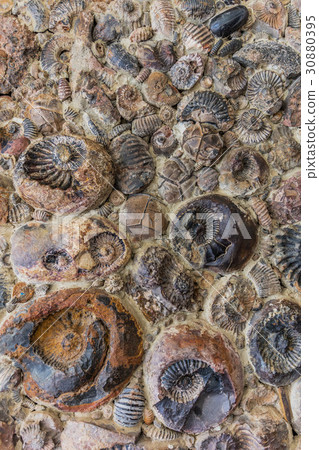 Museo Del Fosil fossil Museum Villa de Leyva 30880395