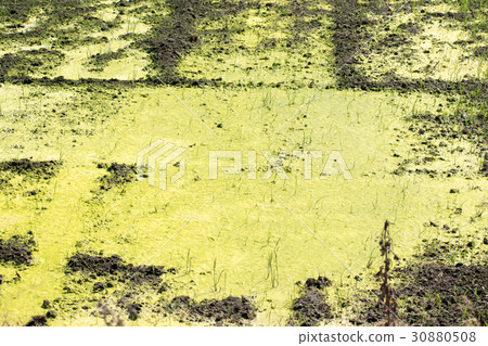 Ao midoro發酵發生稻田苔蘚氧氣泡Aoko Ao midoro發酵發生稻田苔蘚氧氣泡Aoko 30880508