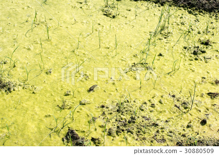 Ao midoro發酵發生稻田苔蘚氧氣泡Aoko 30880509