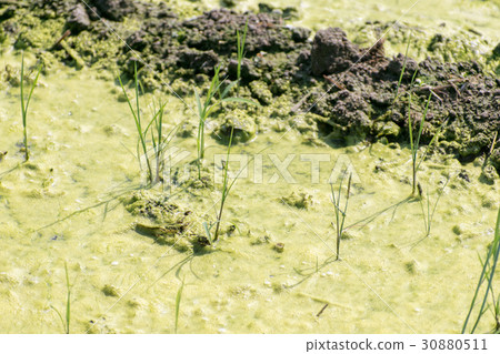 Ao midoro fermentation occurred paddy field moss oxygen bubbles Aoko 30880511