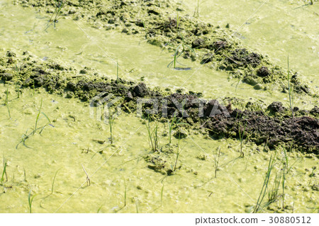 Ao midoro發酵發生稻田苔蘚氧氣泡Aoko Ao midoro發酵發生稻田苔蘚氧氣泡Aoko 30880512